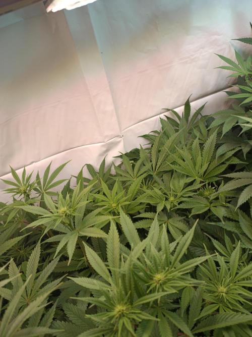 Crescendo 🦖. Week 10
