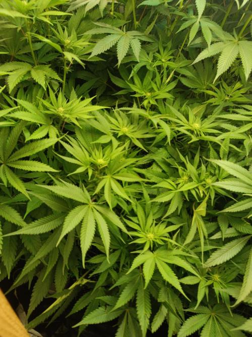 Blackberry Moonrocks. Week 10