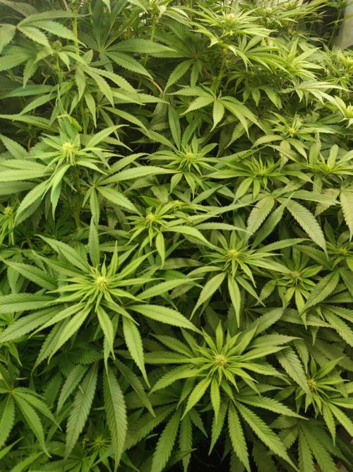 Blackberry Moonrocks. Week 10