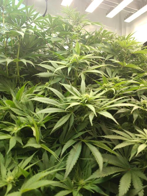 Blackberry Moonrocks. Week 10