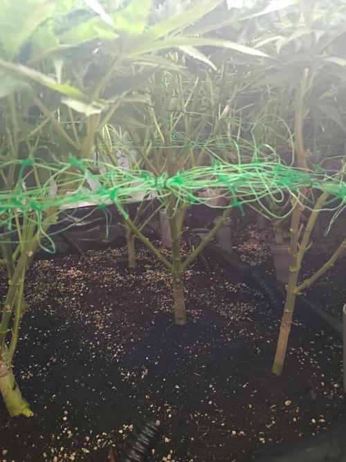 Blackberry Moonrocks. Week 10