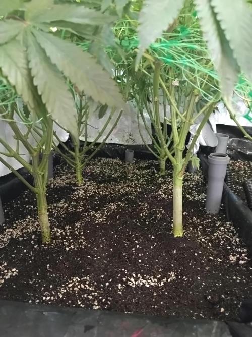 Blackberry Moonrocks. Week 10