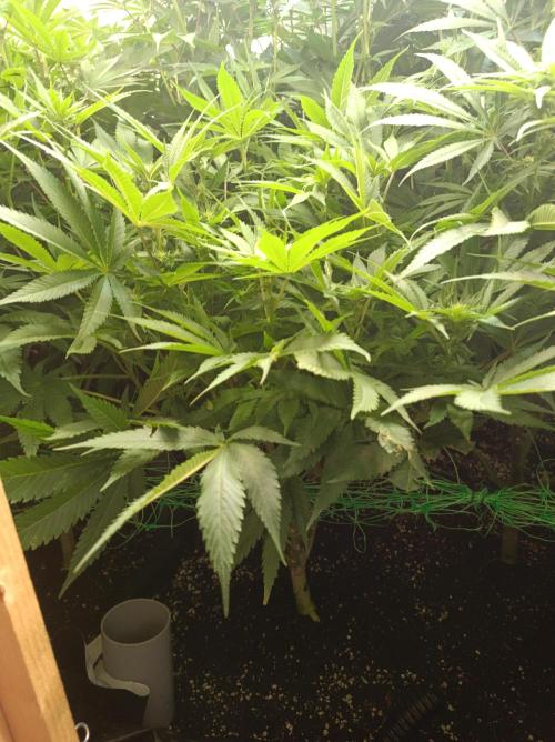 Blackberry Moonrocks. Week 10