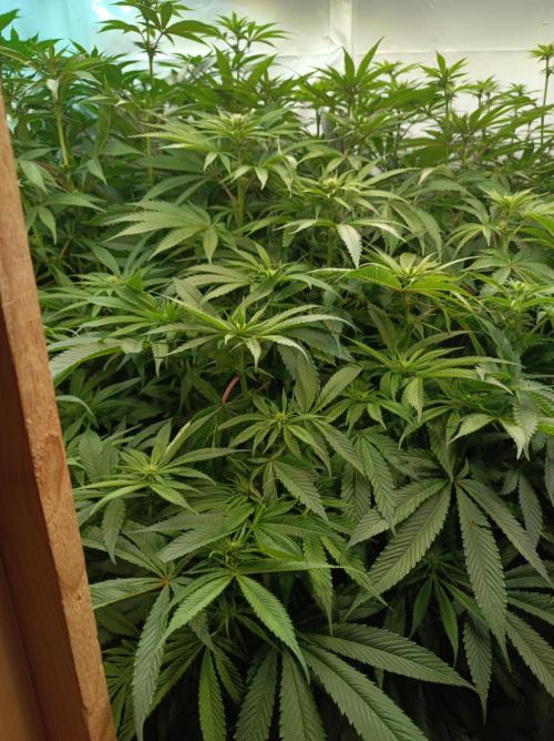 Blue Zushi🍣⛩️. Week 10