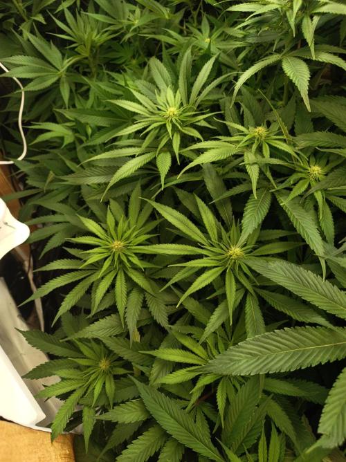 Blue Zushi🍣⛩️. Week 10