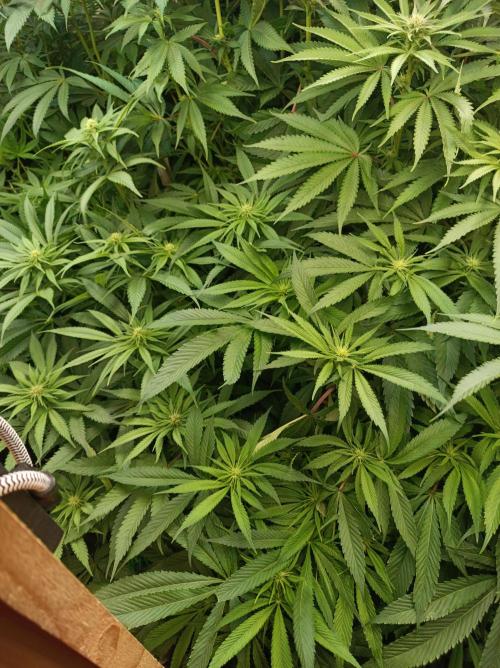 Blue Zushi🍣⛩️. Week 10