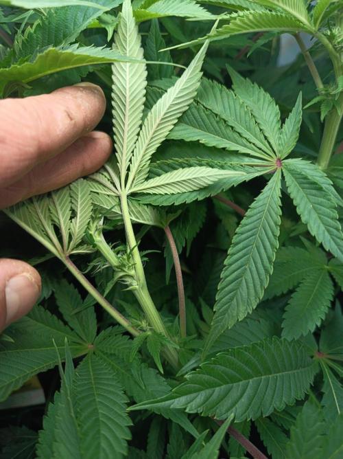 Blue Zushi🍣⛩️. Week 10