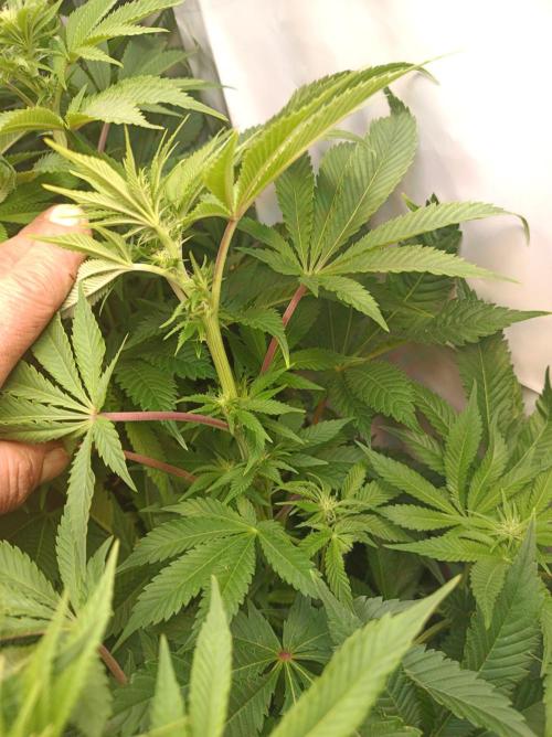 Blue Zushi🍣⛩️. Week 10