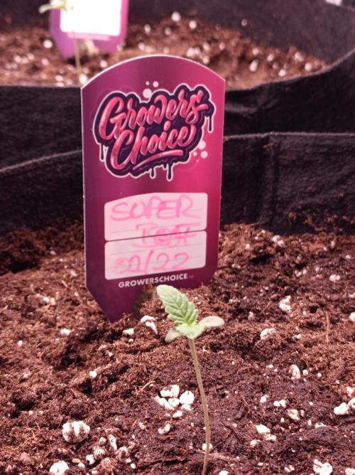 Super Boof 🍒🍪GC. Week 0