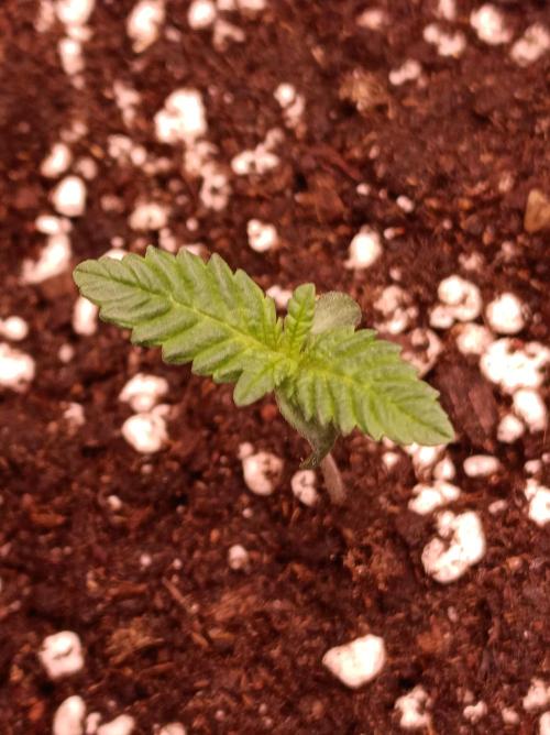 Super Boof 🍒🍪GC. Week 0