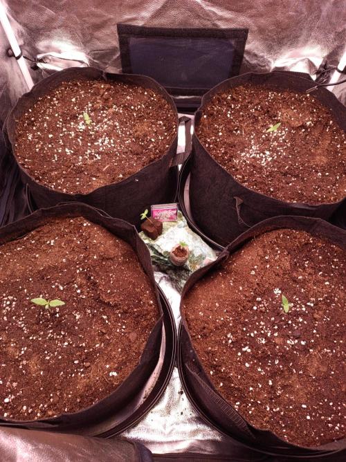 Super Boof 🍒🍪GC. Week 0
