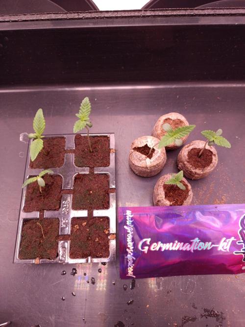 Super Boof 🍒🍪GC. Week 0