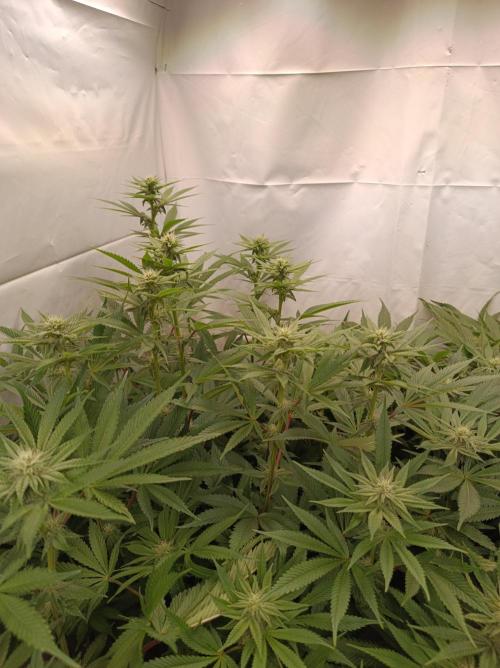 Crescendo 🦖. Week 11