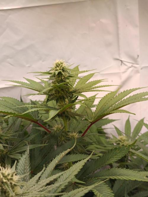 Any Day⛽️🍇🍋. Week 11