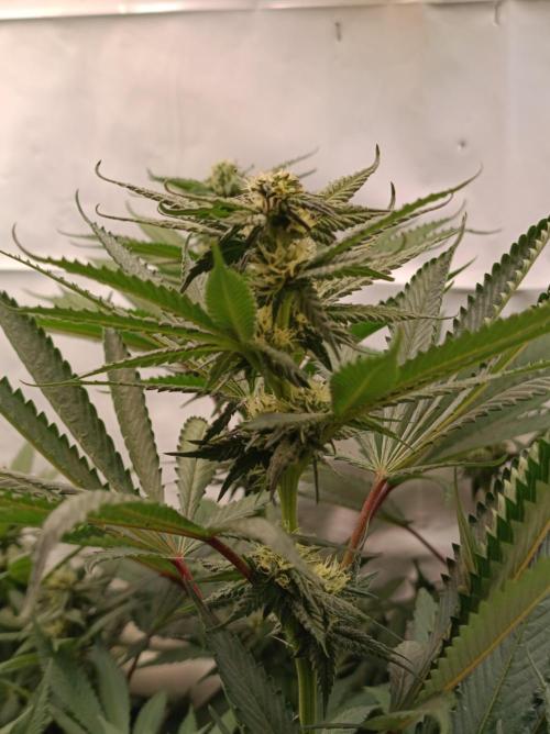 Any Day⛽️🍇🍋. Week 11