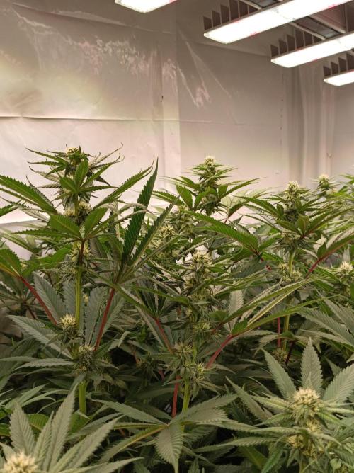 Any Day⛽️🍇🍋. Week 11