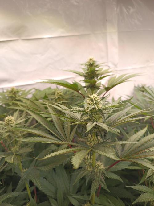 Any Day⛽️🍇🍋. Week 11