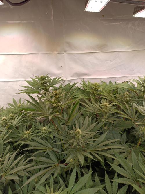 Any Day⛽️🍇🍋. Week 11