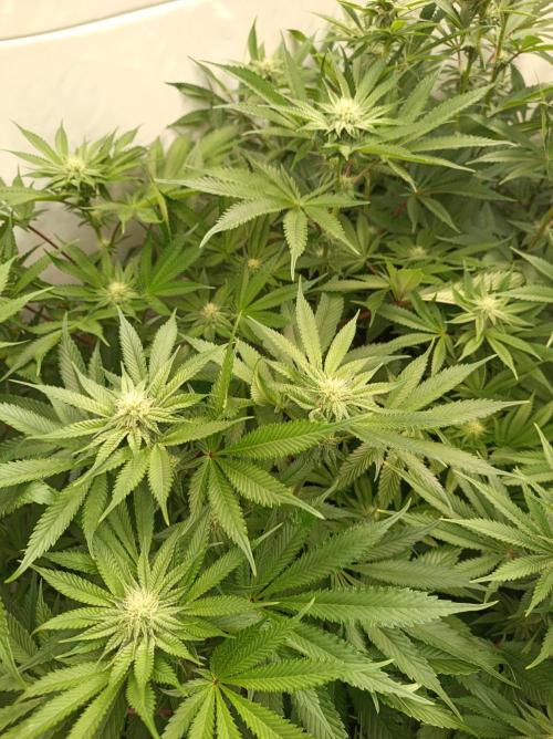 Blueberry Cane. Week 11