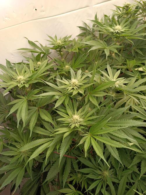 Blueberry Cane. Week 11
