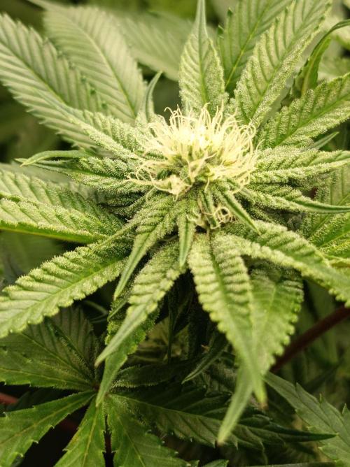Blueberry Cane. Week 11