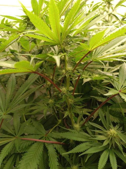 Blueberry Cane. Week 11