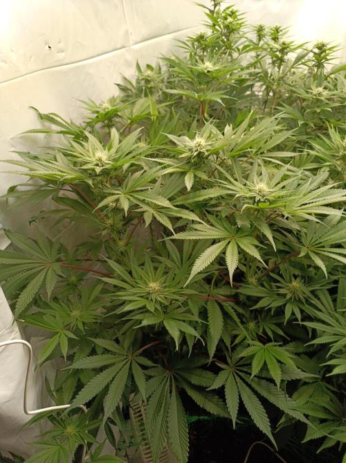Blueberry Cane. Week 11