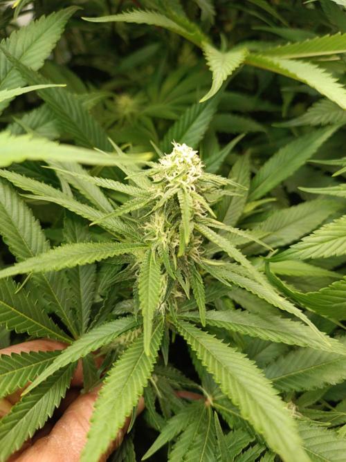 Blackberry Moonrocks. Week 11