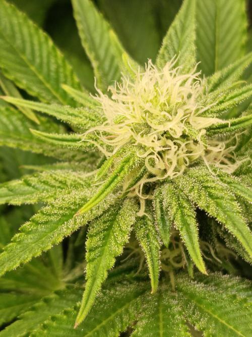 Blue Zushi🍣⛩️. Week 11