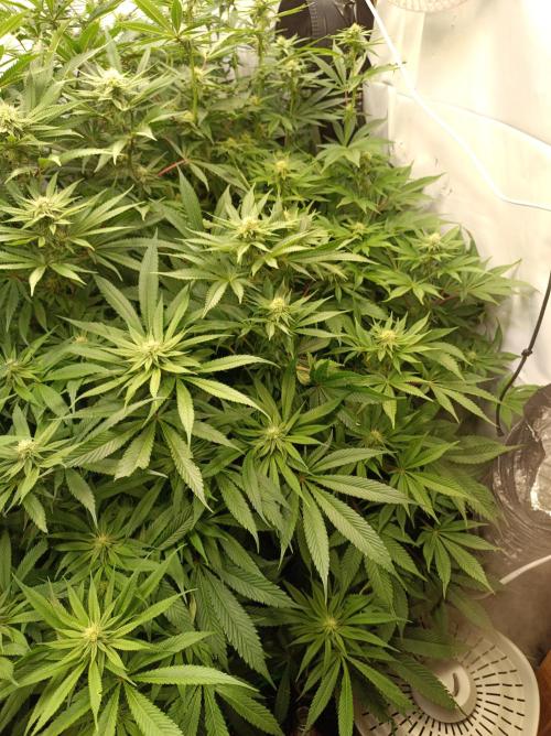 Blue Zushi🍣⛩️. Week 11