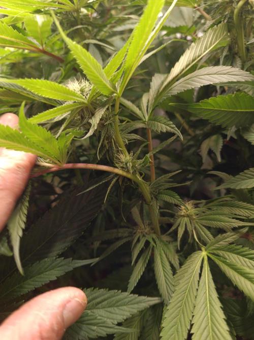 Blue Zushi🍣⛩️. Week 11
