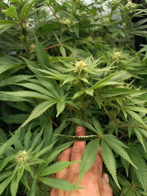 Blue Zushi🍣⛩️. Week 11