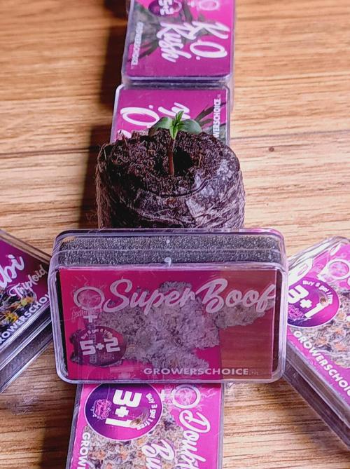 Super Boof 🍒🍪GC. Week 0