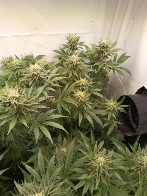 NL x Runtz🌌. Week 12