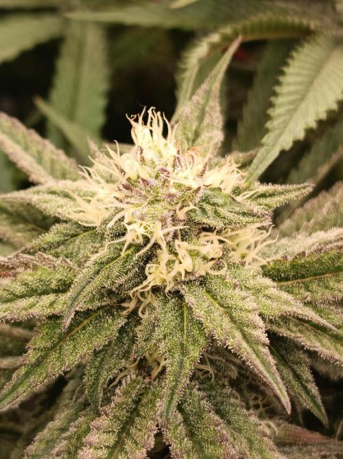 NL x Runtz🌌. Week 12