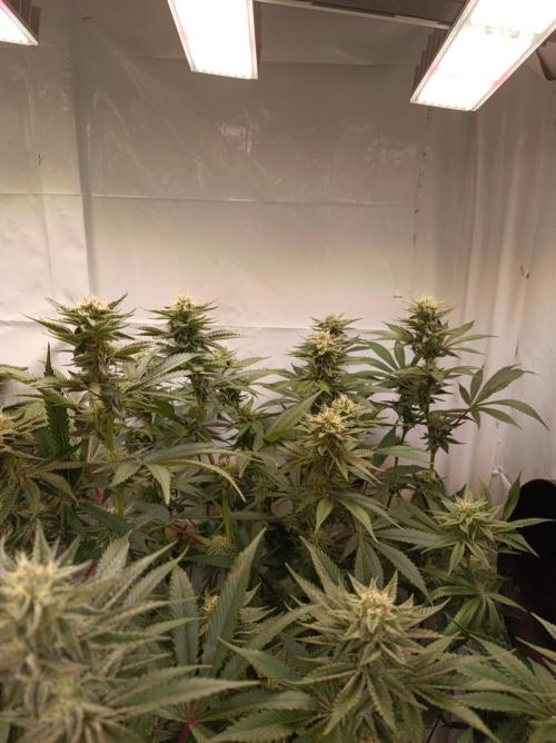 NL x Runtz🌌. Week 12
