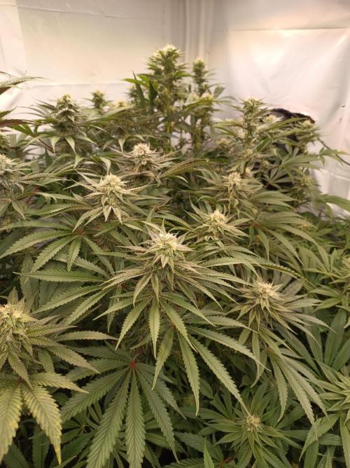 NL x Runtz🌌. Week 12