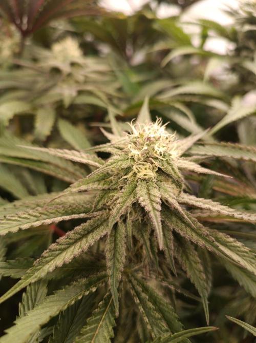 NL x Runtz🌌. Week 12