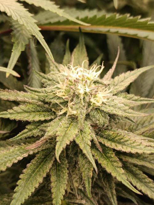 NL x Runtz🌌. Week 12