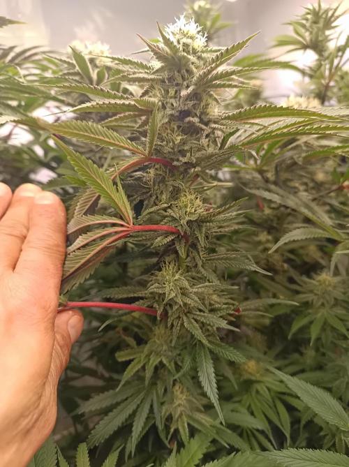 NL x Runtz🌌. Week 12