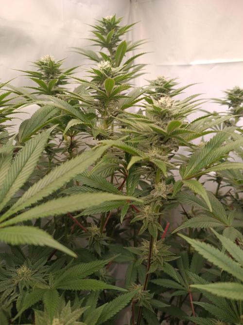 Crescendo 🦖. Week 12