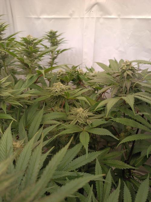 Crescendo 🦖. Week 12