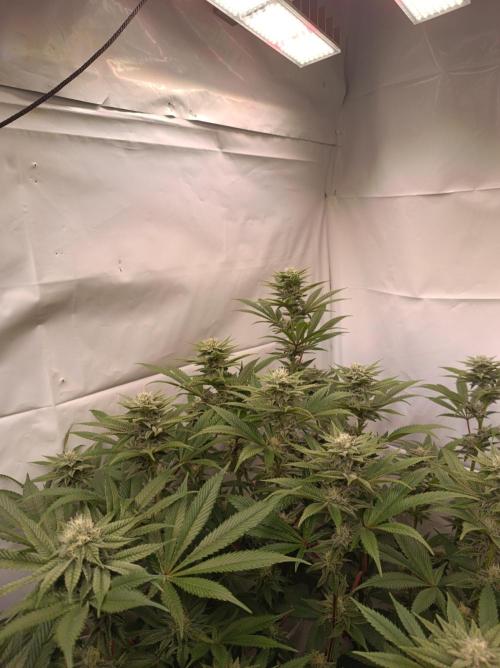 Crescendo 🦖. Week 12