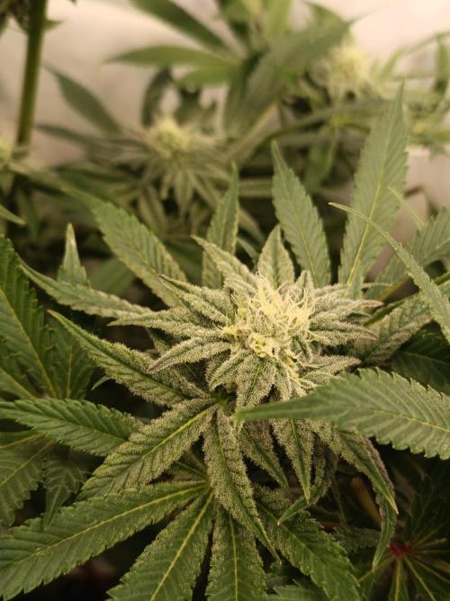 Crescendo 🦖. Week 12