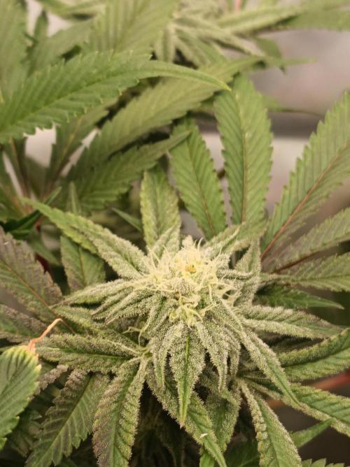 Crescendo 🦖. Week 12