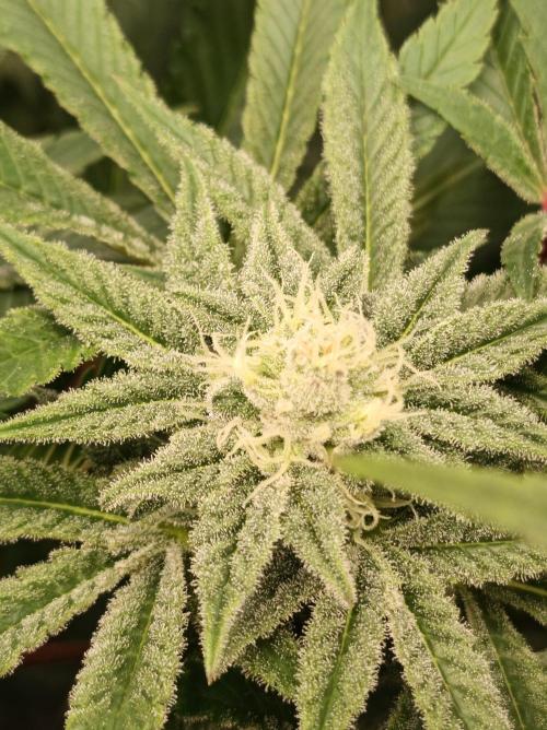 Crescendo 🦖. Week 12