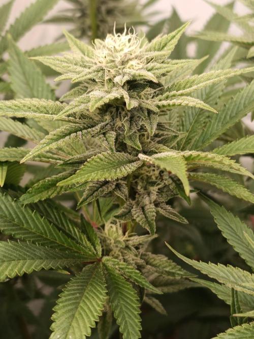 Crescendo 🦖. Week 12
