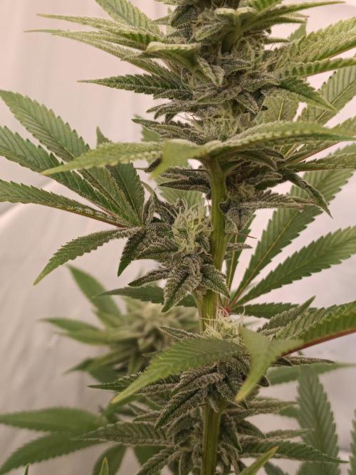 Crescendo 🦖. Week 12