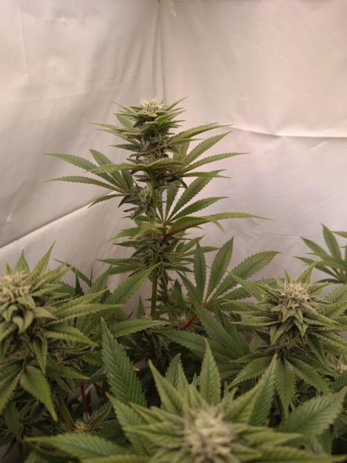 Crescendo 🦖. Week 12