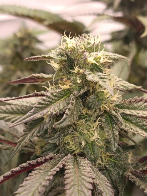Any Day⛽️🍇🍋. Week 12